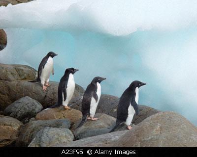 Picture of Adelie Pinguins (Pygoscelis adeliae) at rocks and with a blue iceberg in Antarctica..